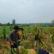 Dukung Ketahanan Pangan Nasional, Bripda Shandy Polsek Bancar Monitoring Panen Jagung di Latsari