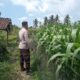 Bhabinkamtibmas Masbagik Utara Baru Sambangi Warga dan Monitoring Ketahanan Pangan