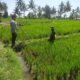 Bhabinkamtibmas Lenek Pesiraman Sambangi Warga, Monitoring Ketahanan Pangan dan Imbau Jaga Kamtibmas