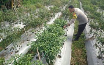 Bhabinkamtibmas Desa Masbagik Selatan Lakukan Pengecekan Lahan Ketahanan Pangan