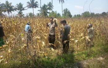 Dukung Ketahanan Pangan, Polsek Montong Gading Cek Lahan Jagung Milik Warga di Pringgajurang Utara