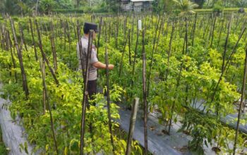 Bhabinkamtibmas Desa Lendang Nangka Cek Lahan Cabai, Dukung Program Ketahanan Pangan Bergizi