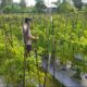 Bhabinkamtibmas Desa Lendang Nangka Cek Lahan Cabai, Dukung Program Ketahanan Pangan Bergizi