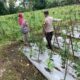 Dukung Ketahanan Pangan Nasional, Bhabinkamtibmas Masbagik Utara Baru Sambangi Warga dan Monitoring Lahan Pertanian