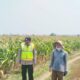 Polri Dukung Astacita, Polsek Grabagan Polresta Tuban Turun Cek Tanaman jagung milik Warga di Desa Grabagan
