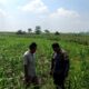 Polsek Grabagan Polresta Tuban Turun Langsung Cek Tanaman Jagung Warga