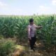 Polri Dukung Astacita, Polsek Merakurak Polresta Tuban Turun Cek Tanaman Jagung Warga di Desa Tuwiri Wetan