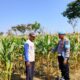 Dukung Program Astacita Presiden, Petugas Polmas Desa Bendonglateng Polsek Kenduruan Polresta Tuban Cek Perkembangan Tanaman Jagung Milik Petani .