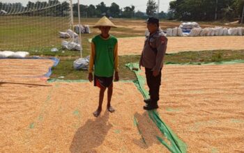 Dukung Ketahanan Pangan, Aipda Listiyono Pantau Proses Penjemuran Jagung Petani Desa Tergambang