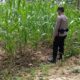 Konsep Dukung Asta Cita Presiden, Bhabinkamtibmas Polsek Tambakboyo Monitoring Lahan Jagung Warga