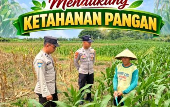 Unit Binmas Polsek Senori Polresta Tuban Memantau Tanaman Jagung Milik Warga Desa Jatisari Kecamatan Senori Guna Mendukung Program Ketahanan Pangan