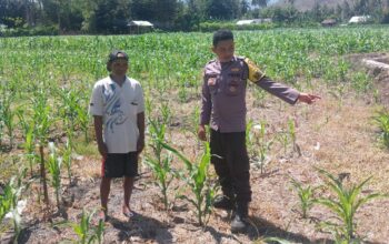 Dukung Ketahanan Pangan Nasional, Bhabinkamtibmas Desa Buin Baru Tinjau Langsung Perawatan Tanaman Jagung di Uma Ramena