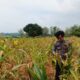 Polsek Bancar Laksanakan Monitoring Tanaman Jagung Milik Warga