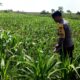 Dukung Astacita, Polsek Palang Polresta Tuban Pantau Langsung Lahan Jagung milik warga Desa Tegalbang