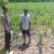 Tinjau Langsung Perkebunan Jagung di Kawasan Agro, Bhabinkamtibmas Desa Jurumapin Motivasi Petani Jaga Ketahanan Pangan