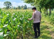 Dukung Swasembada Pangan, Bhabinkamtibmas Polsek Tambakboyo Cek Pertumbuhan Jagung Warga