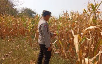 Polri Dukung Astacita, Polsek jenu Polres Tuban Turun Cek Tanaman Jagung Warga di Desa suwalan
