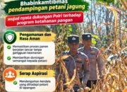 Mendukung Program Ketahanan Pangan, Bhabinkamtibmas Monitoring Pertumbuhan Jagung