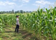 Dukung Ketahanan Pangan Nasional, Bhabinkamtibmas Polsek Tambakboyo Monitoring Lahan Jagung Warga