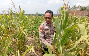 adukung Ketahanan Pangan Nasional, Polisi Polsek Kenduruan Polresta Tuban Cek Perkembangan Tanaman Jagung Milik Petani