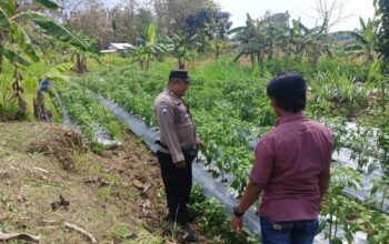 ANGGOTA POLSEK GRABAGAN SAMBANG DESA BINAAN, PANTAU LAHAN JAGUNG DAN MEMASTIKAN SISTEM IRIGASI MASIH LANCAR