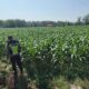Polri Dukung Astacita, Polsek Semanding Polresta Tuban Turun Cek Tanaman jagung milik Warga di Desa Semanding