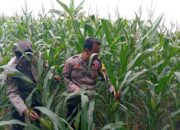 Dukung Astacita Presiden RI, Polsek Kenduruan Polresta Tuban Pantau Perkembangan Tanaman Jagung Milik Petani
