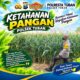 Polsek Tuban Dukung Ketahanan Pangan Nasional melalui Pemantauan Tanaman Jagung