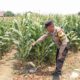 Dukung Astacita, Polsek Jatirogo Cek Langsung Ladang Jagung Warga Desa Bader