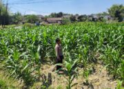 Polri Dukung Astacita, Polsek Grabagan Polresta Tuban Turun Cek Tanaman jagung milik Warga di Desa Grabagan