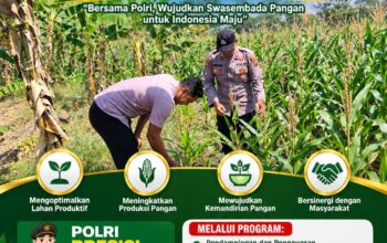 POLSEK KEREK POLRESTA TUBAN DUKUNG PROGRAM KETAHANAN PANGAN MELALUI PENDAMPINGAN PETANI JAGUNG