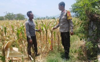 Dukung Ketahanan Pangan Nasional dan Asta Cita, Bhabinkamtibmas Desa Pernek Sambangi Warga Panen Jagung dan Dorong Pemanfaatan Pekarangan