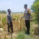 Dukung Ketahanan Pangan Nasional dan Asta Cita, Bhabinkamtibmas Desa Pernek Sambangi Warga Panen Jagung dan Dorong Pemanfaatan Pekarangan