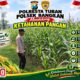 Polsek Bangilan Monitoring Ketahanan pangan Tanaman Jagung