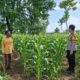Dukung Program Ketahanan Pangan, Bhabinkamtibmas Polsek Tambakboyo Monitoring Lahan Jagung Warga