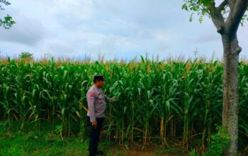 Dukung Astacita Presiden RI, Polmas Polsek Jenu Polresta Tuban Cek Perkembangan Tanaman Jagung Milik Petani