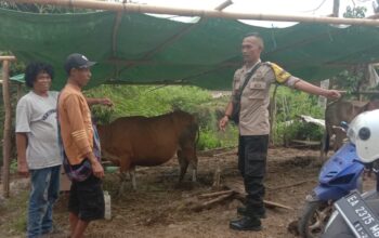 Bhabinkamtibmas Rababaka Sambangi Peternak Sapi, Dukung Ketahanan Pangan Nasional Menuju Indonesia Emas