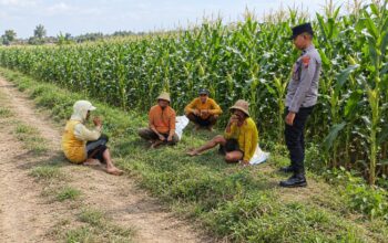 Dukung Ketahanan Pangan Nasional, Bhabinkamtibmas Polsek Tambakboyo Monitoring dan Dialogis Dengan Petani Jagung