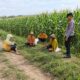 Dukung Ketahanan Pangan Nasional, Bhabinkamtibmas Polsek Tambakboyo Monitoring dan Dialogis Dengan Petani Jagung