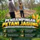 Polsek Parengan Polresta Tuban Pantau Lahan Jagung Warga Desa Ngawun Dukung Program Astacita