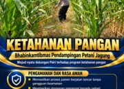 Mendukung Program Ketahanan Pangan, Bhabinkamtibmas Monitoring Pertumbuhan Jagung