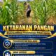 Mendukung Program Ketahanan Pangan, Bhabinkamtibmas Monitoring Pertumbuhan Jagung