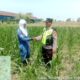 Polri Dukung Astacita, Polsek jenu Polres Tuban Turun Cek Tanaman Jagung Warga di Desa Socorejo