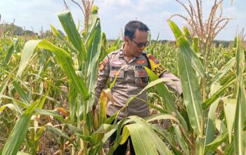 Dukung astacita Presiden RI, Polmas Polsek Kenduruan cek perkembangan tanaman jagung milik petani