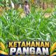 Mendukung Program Ketahanan Pangan, Bhabinkamtibmas Monitoring Pertumbuhan Jagung