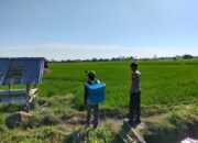 Dukung Program Asta Cita Presiden RI, Bhabinkamtibmas Desa Motong Dampingi Petani Padi dan Dorong Budidaya Hortikultura