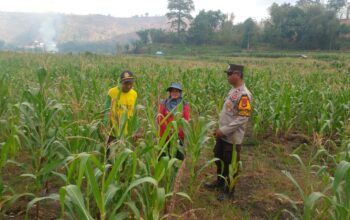 Dukung Ketahanan Pangan, Bhabinkamtibmas Polres Bima Kota Cek Tanaman Jagung Warga Binaan