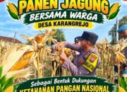 Dukung Ketahanan Pangan Nasional, Briptu Dodi Eko Anggota Polsek Bancar Ikut Panen Jagung Bersama Warga Karangrejo