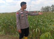 Dukung Astacita Presiden, Kanit Binmas Polsek Kenduruan Polresta Tuban Cek Perkembangan Tanaman Jagung Petani
