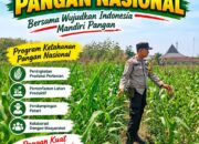 Kawal Swasembada Pangan, Polsek Jatirogo Pantau Langsung Tanaman Jagung di Paseyan